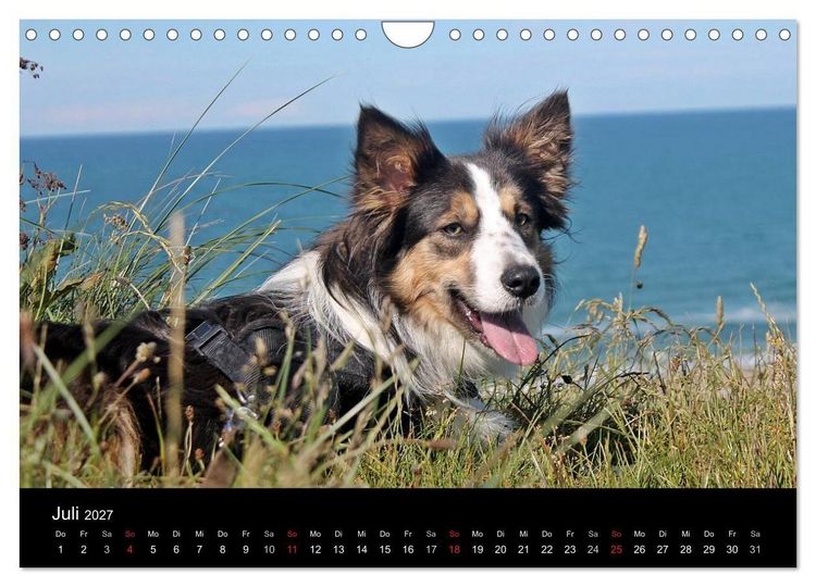Produktbild: Border Collies machen Urlaub in D&auml;nemark (Wandkalender 2027 DIN A4 quer), CALVENDO Monatskalender
