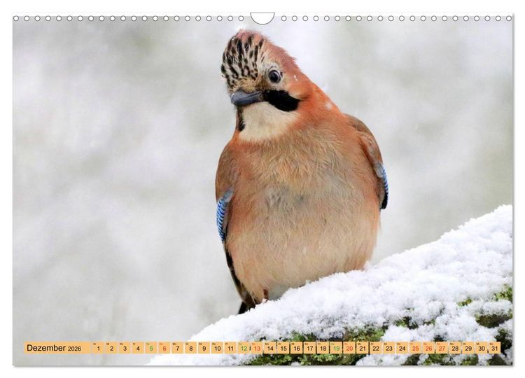 Produktbild: Gefiederte Gesellen - V&ouml;gel aus Wald und Garten (Wandkalender 2026 DIN A3 quer), CALVENDO Monatskalender