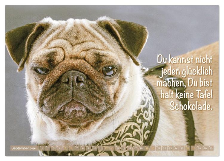 Produktbild: L&auml;cheln mit Mops (Wandkalender 2026 DIN A4 quer), CALVENDO Monatskalender