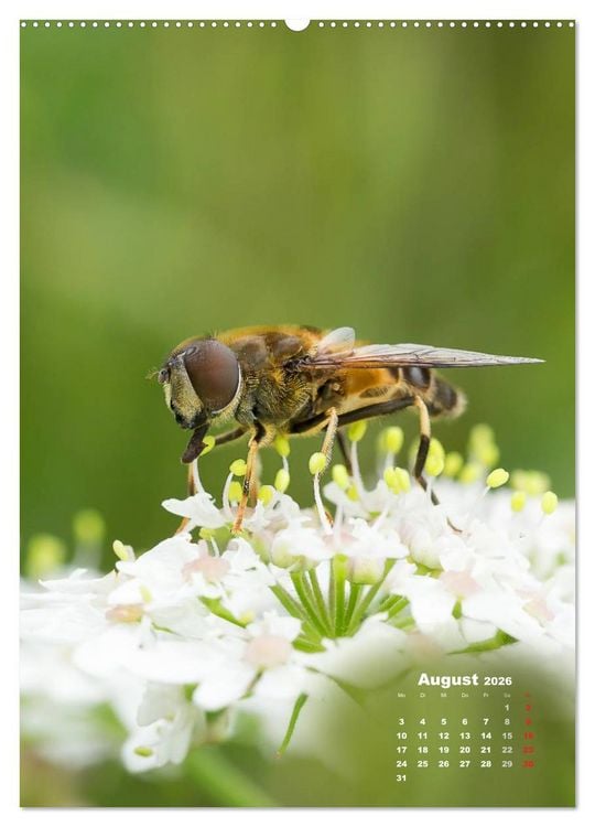 Produktbild: Ein Spaziergang &uuml;ber eine Sommerwiese (Wandkalender 2026 DIN A2 hoch), CALVENDO Monatskalender