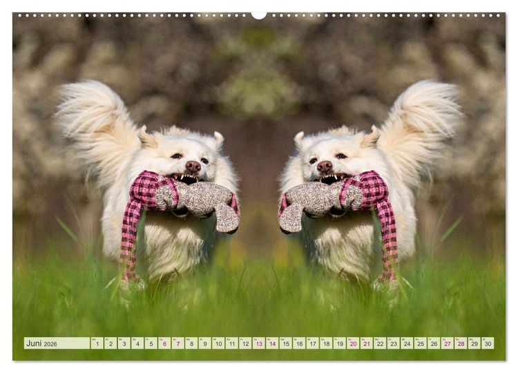 Produktbild: Mit doppelter Power durch das Jahr (hochwertiger Premium Wandkalender 2026 DIN A2 quer), Kunstdruck in Hochglanz