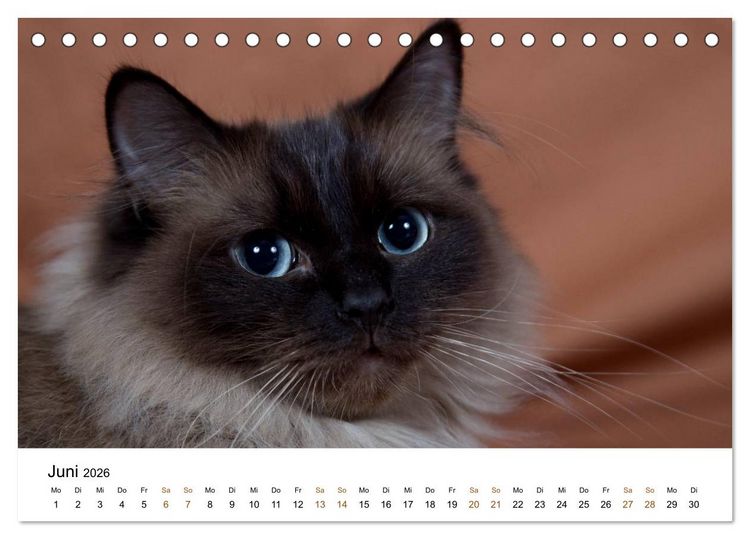 Produktbild: Ragdolls (Tischkalender 2026 DIN A5 quer), CALVENDO Monatskalender