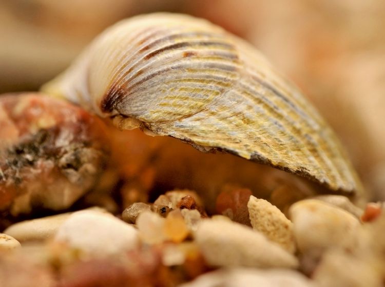 Produktbild: Ein Motiv aus dem Kalender Natur - im Detail (Puzzle)