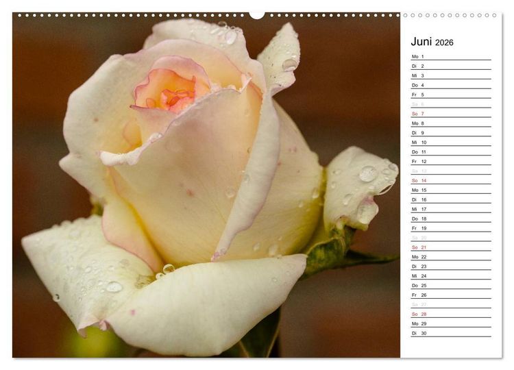 Produktbild: Zauberhafte Rosen (Wandkalender 2026 DIN A2 quer), CALVENDO Monatskalender