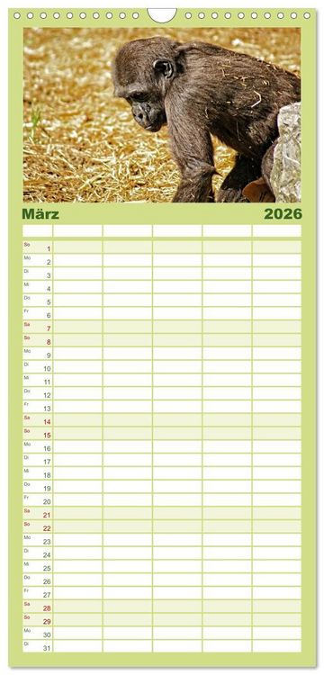 Produktbild: Familienplaner 2026 - Gorillas - Die sanften Wilden mit 5 Spalten (Wandkalender, 21 x 45 cm) CALVENDO
