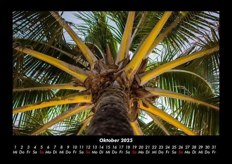 Produktbild: Palmen 2025 Fotokalender DIN A3
