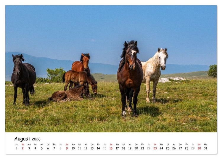 Produktbild: Wildpferde am Kruzi Plateau (Tischkalender 2026 DIN A5 quer), CALVENDO Monatskalender