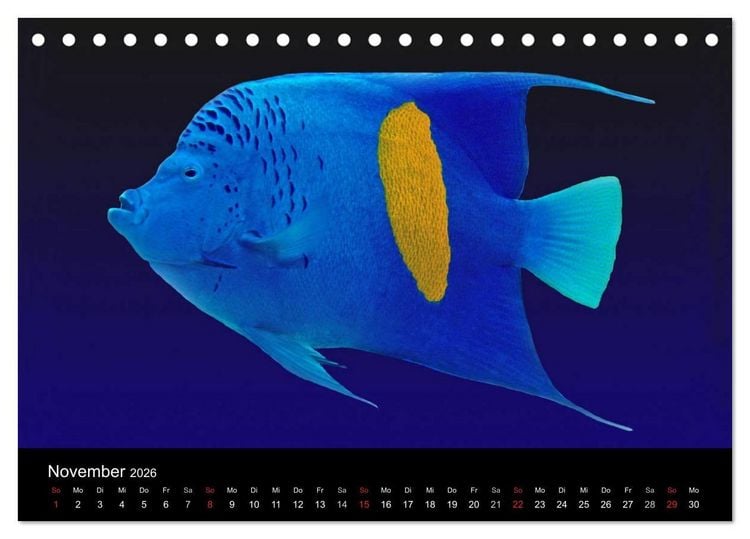 Produktbild: Meeres Sch&ouml;nheiten (Tischkalender 2026 DIN A5 quer), CALVENDO Monatskalender