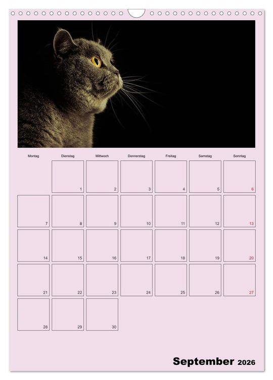 Produktbild: Mit Katzen durchs Jahr / Planer (Wandkalender 2026 DIN A3 hoch), CALVENDO Monatskalender