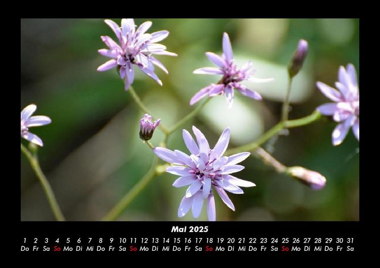 Produktbild: Blumentr&auml;ume 2025 Fotokalender DIN A3