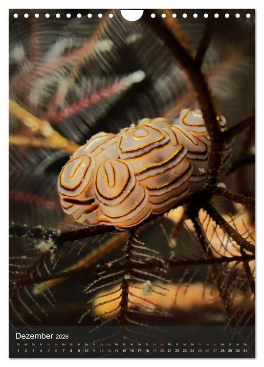 Produktbild: Nudibranches Meeresnacktschnecken aus Nord-Sulawesi (Wandkalender 2026 DIN A4 hoch), CALVENDO Monatskalender