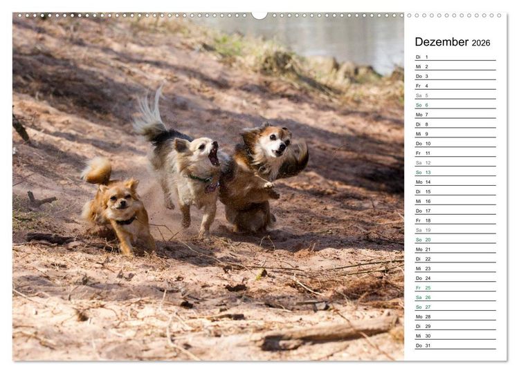 Produktbild: Chihuahuas - kleine Herzensbrecher (Wandkalender 2026 DIN A2 quer), CALVENDO Monatskalender