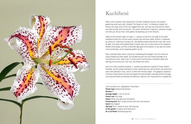 Produktbild: Lilies