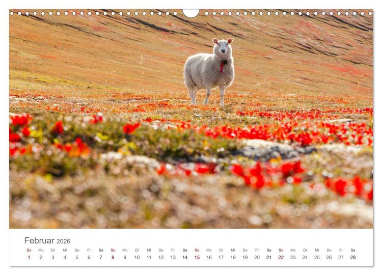 Produktbild: Schafe - Weich und wollig (Wandkalender 2026 DIN A3 quer), CALVENDO Monatskalender