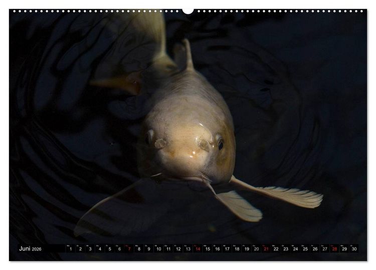 Produktbild: Nishikigoi oder Koi Karpfen (hochwertiger Premium Wandkalender 2026 DIN A2 quer), Kunstdruck in Hochglanz
