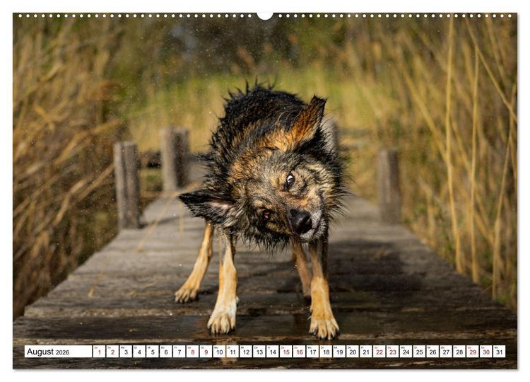Produktbild: Ein Hundejahr in Bildern (Wandkalender 2026 DIN A2 quer), CALVENDO Monatskalender