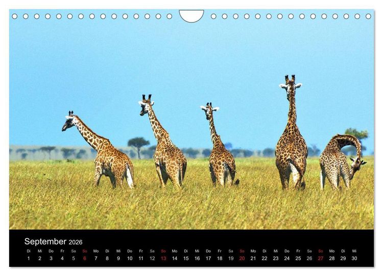 Produktbild: GIRAFFEN - Liebliche Riesen der afrikanischen Savanne (Wandkalender 2026 DIN A4 quer), CALVENDO Monatskalender