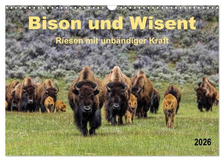 Produktbild: Bison und Wisent - Riesen mit unb&auml;ndiger Kraft (Wandkalender 2026 DIN A3 quer), CALVENDO Monatskalender