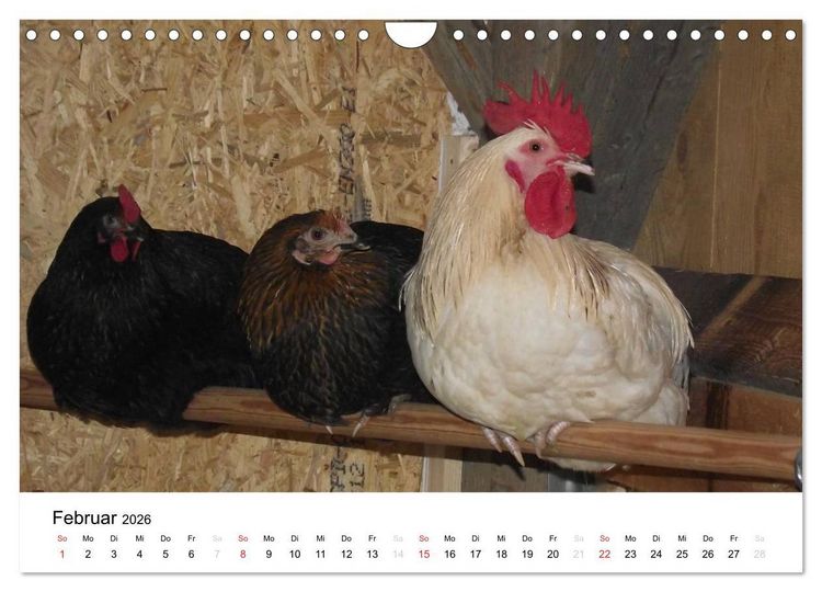 Produktbild: Bauernhoftiere (Wandkalender 2026 DIN A4 quer), CALVENDO Monatskalender