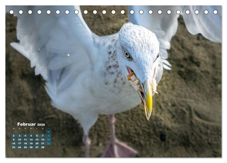 Produktbild: M&ouml;wen frech und witzig (Tischkalender 2026 DIN A5 quer), CALVENDO Monatskalender