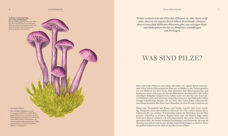 Produktbild: Pilze