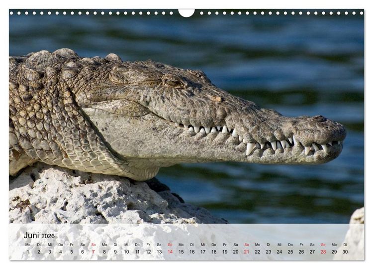 Produktbild: Gro&szlig;e Echsen. Krokodile und Alligatoren (Wandkalender 2026 DIN A3 quer), CALVENDO Monatskalender