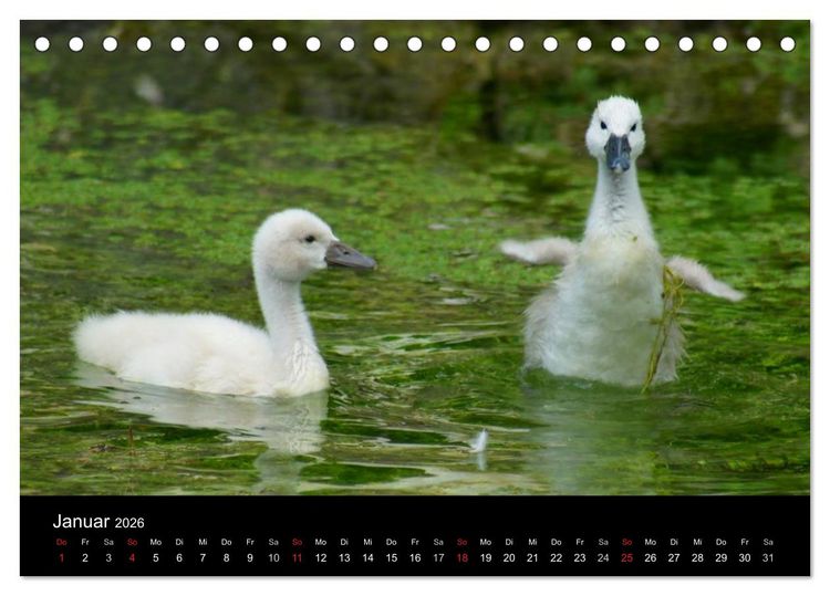 Produktbild: Die Kinderstube der Wasserv&ouml;gel (Tischkalender 2026 DIN A5 quer), CALVENDO Monatskalender