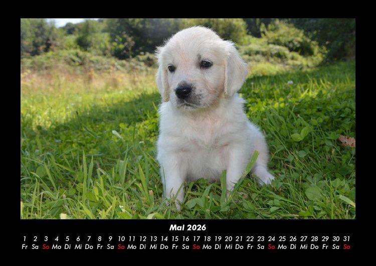 Produktbild: Welpen 2026 Fotokalender DIN A3