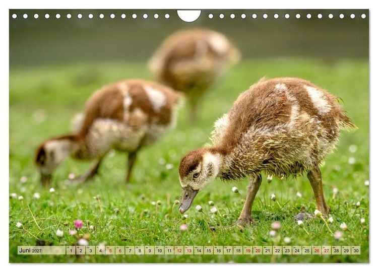 Produktbild: Gans sch&ouml;n wild (Wandkalender 2027 DIN A4 quer), CALVENDO Monatskalender