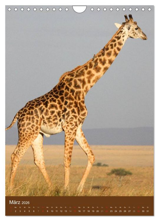 Produktbild: Giraffen (Wandkalender 2026 DIN A4 hoch), CALVENDO Monatskalender