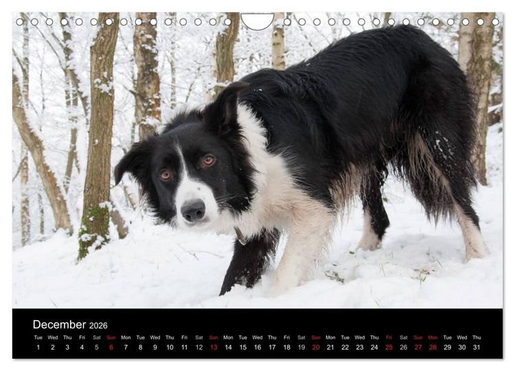 Produktbild: Beauty of a Border Collie (Wall Calendar 2026 DIN A4 landscape), CALVENDO 12 Month Wall Calendar