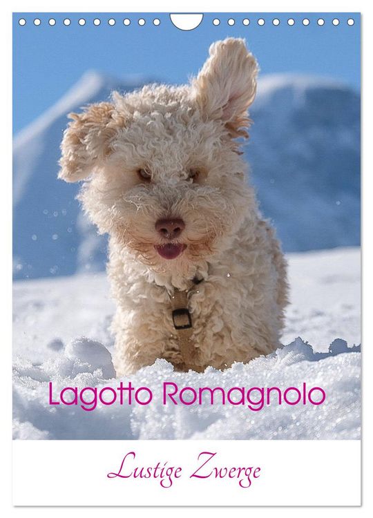 Produktbild: Lagotto Romagnolo - Lustige Zwerge (Wandkalender 2026 DIN A4 hoch), CALVENDO Monatskalender
