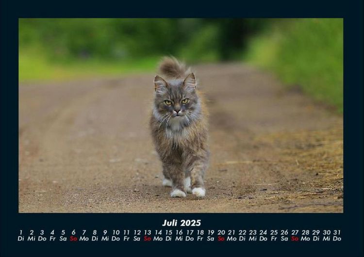 Produktbild: F&uuml;r Katzenfreunde 2025 Fotokalender DIN A4