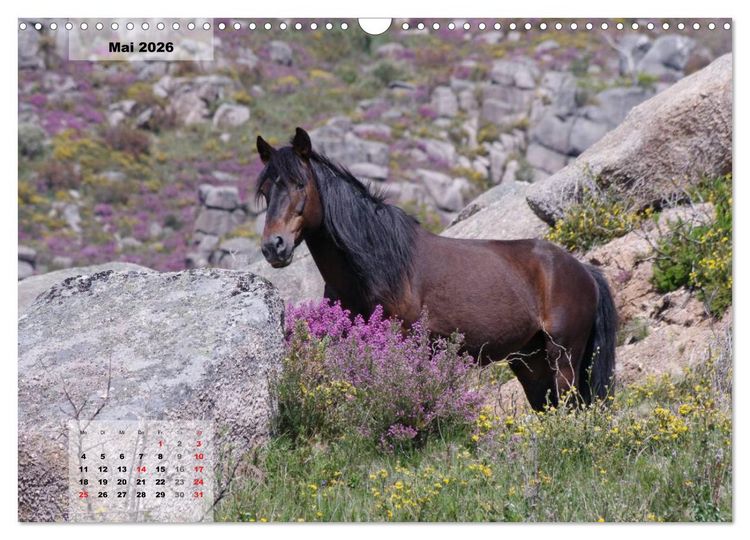 Produktbild: Nordportugal - Heimat der letzten wilden Pferde (Wandkalender 2026 DIN A3 quer), CALVENDO Monatskalender