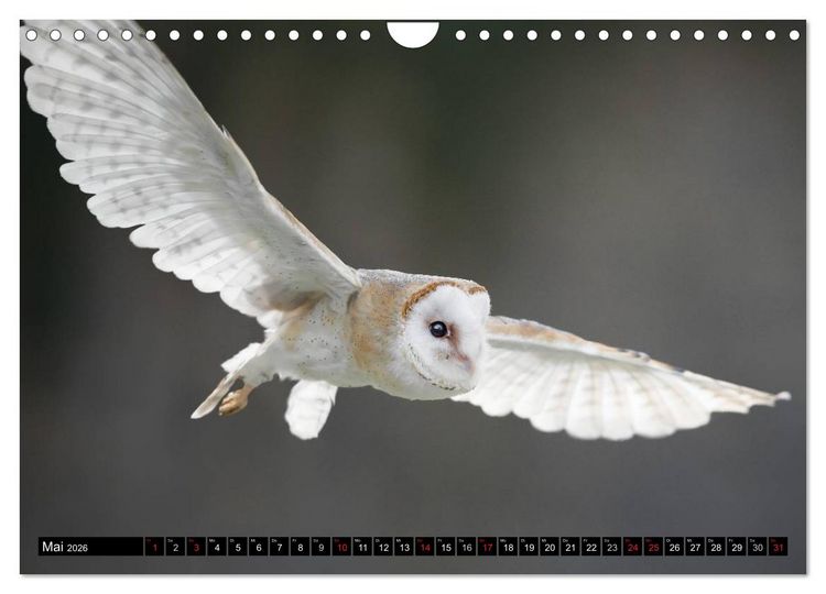 Produktbild: Greifv&ouml;gel und Eulen (Wandkalender 2026 DIN A4 quer), CALVENDO Monatskalender