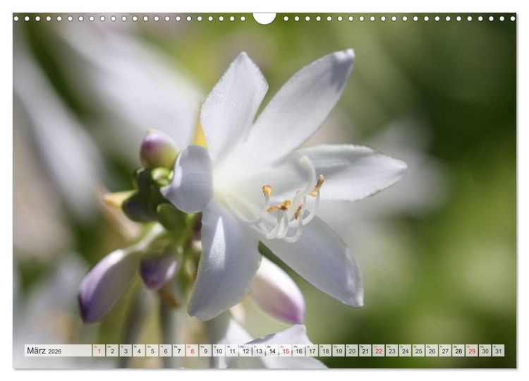Produktbild: Bl&uuml;tentanz in Wei&szlig; (Wandkalender 2026 DIN A3 quer), CALVENDO Monatskalender