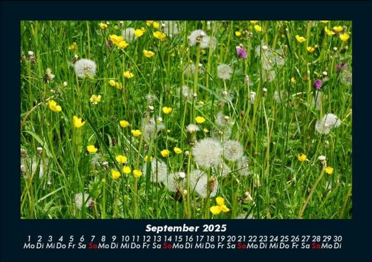 Produktbild: Pflanzen und Bl&uuml;ten 2025 Fotokalender DIN A5