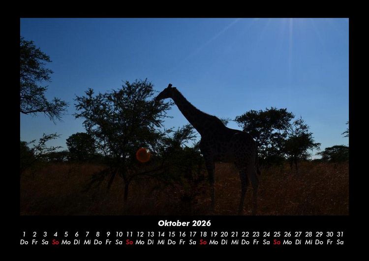 Produktbild: Giraffen 2026 Fotokalender DIN A3