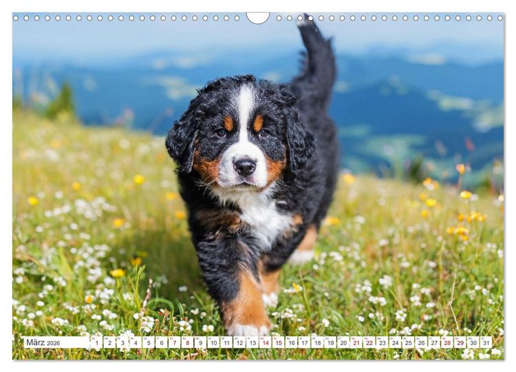Produktbild: Berner Sennenhund - Der beste Freund f&uuml;rs Leben (Wandkalender 2026 DIN A3 quer), CALVENDO Monatskalender