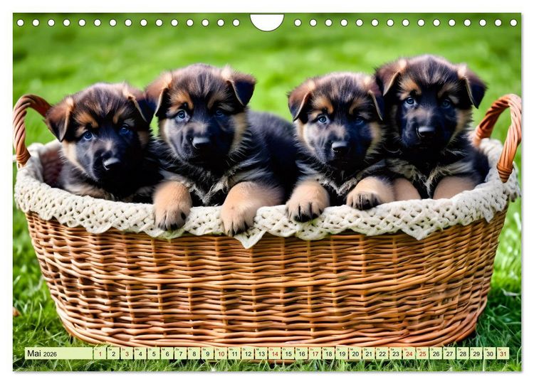 Produktbild: Deutscher Sch&auml;ferhund - Inbegriff der Treue (Wandkalender 2026 DIN A4 quer), CALVENDO Monatskalender