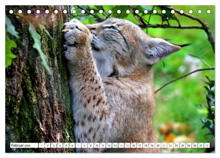 Produktbild: Der Luchs - Der J&auml;ger auf leisen Pfoten (Tischkalender 2026 DIN A5 quer), CALVENDO Monatskalender