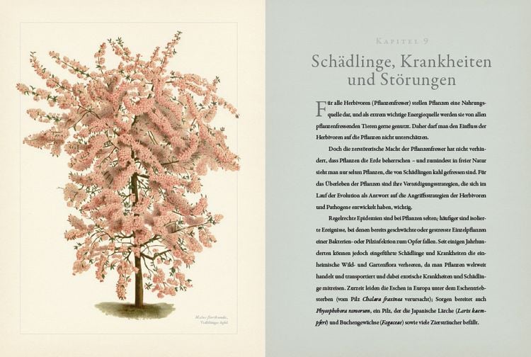 Botanik für Gärtner
