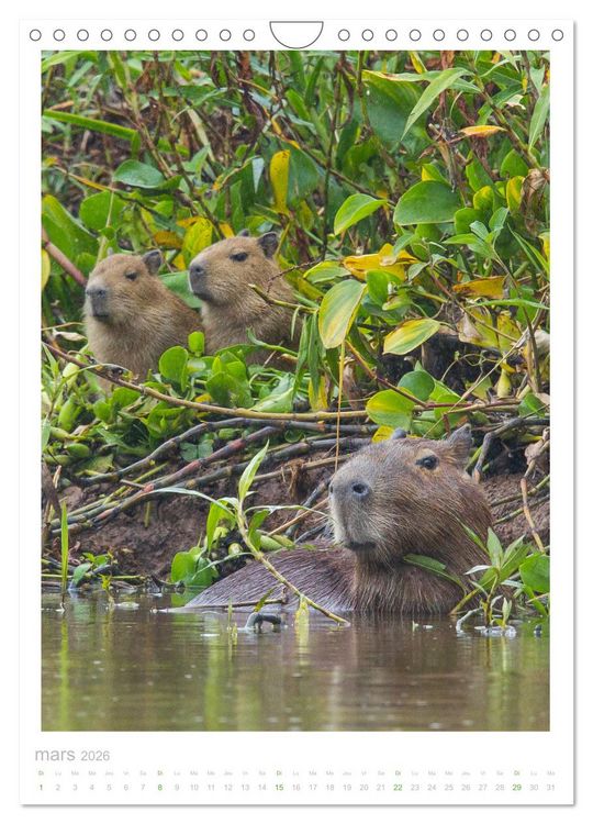 Produktbild: Le Pantanal (Calendrier mural 2026 DIN A4 horizontal), CALVENDO calendrier mensuel