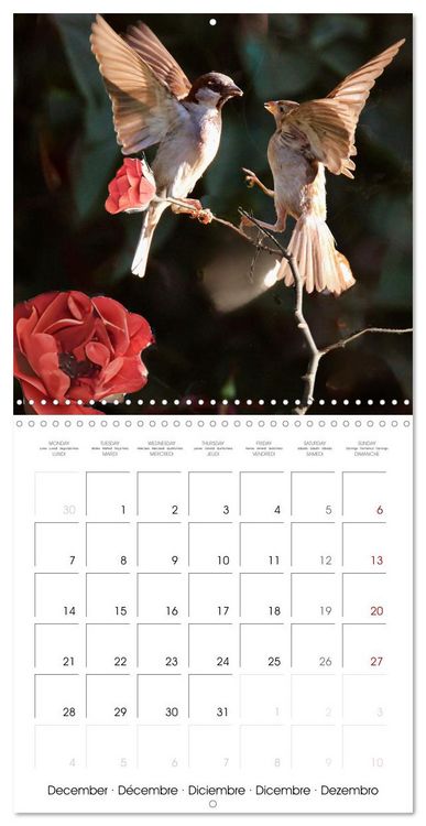 Produktbild: The Wild Sparrow Gang (Wall Calendar 2026 12 &times; 12 Inch) CALVENDO 12 Month Wall Calendar