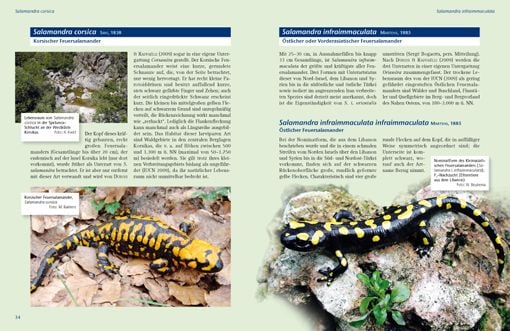 Produktbild: Feuersalamander