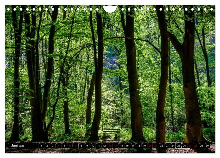 Produktbild: Wege des einfachen Gl&uuml;cks - Spazierg&auml;nge im Wald (Wandkalender 2026 DIN A4 quer), CALVENDO Monatskalender