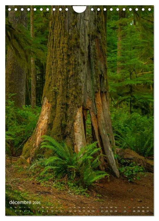 Produktbild: G&eacute;ants verts de la for&ecirc;t (Calendrier mural 2026 DIN A4 horizontal), CALVENDO calendrier mensuel