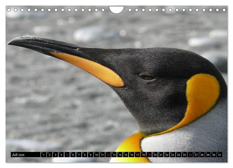 Produktbild: Pinguine - Watscheln im festlichen Kleid (Wandkalender 2026 DIN A4 quer), CALVENDO Monatskalender