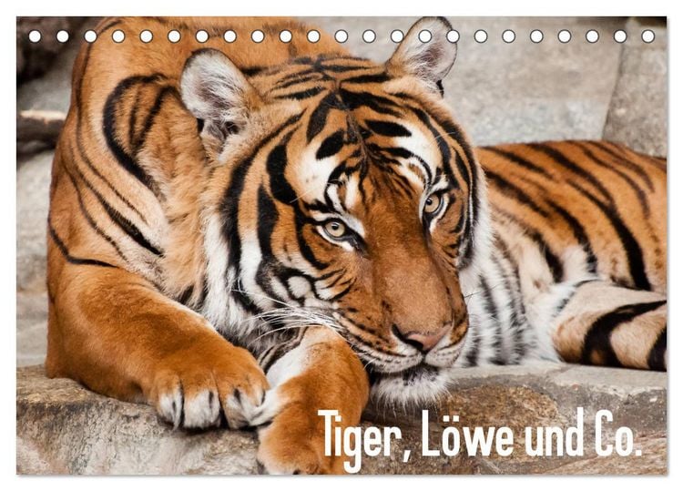 Produktbild: Tiger, L&ouml;we und Co. (Tischkalender 2026 DIN A5 quer), CALVENDO Monatskalender