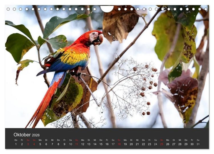 Produktbild: Costa Rica 2026 Exotische Vogelwelt (Wandkalender 2026 DIN A4 quer), CALVENDO Monatskalender